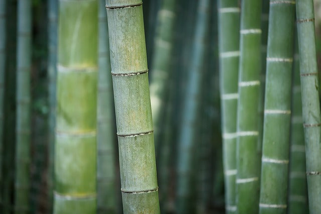 Unveiling the Eco-Benefits of Bamboo Stash Boxes