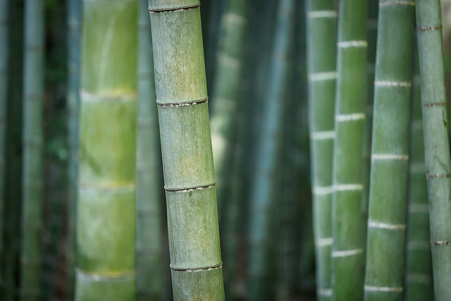 Unveiling the Eco-Benefits of Bamboo Stash Boxes