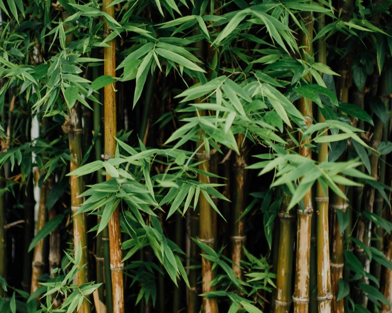 A dense bamboo grove - the material behind BlueBus Fine Tools