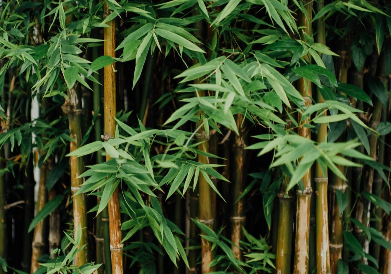 A dense bamboo grove - the material behind BlueBus Fine Tools
